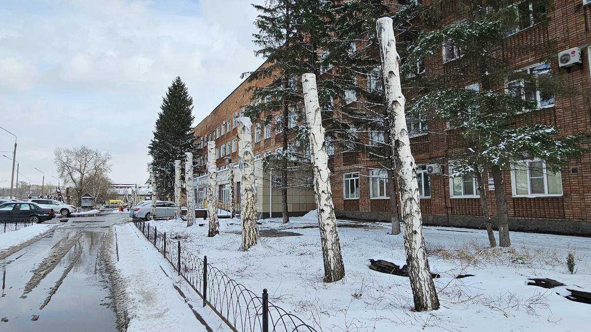 В Усть-Каменогорске возле Амбулаторного центра варварски обрезали берёзы