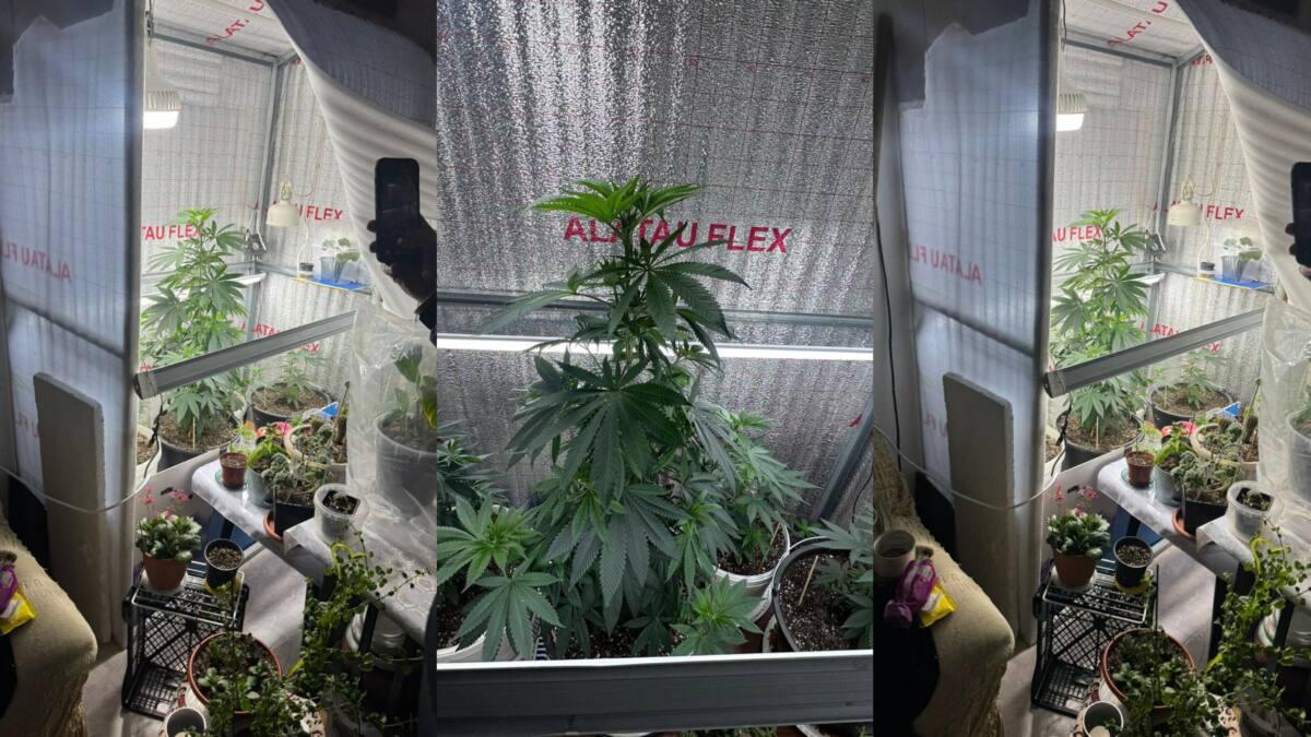 В Акмолинской области пенсионерка устроила наркооранжерею на подоконнике