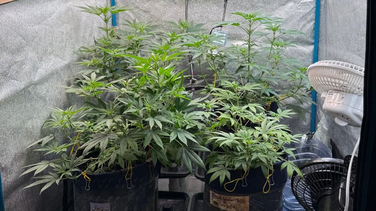 В Усть-Каменогорске полицейские по наводке выявили фитолабораторию с коноплей