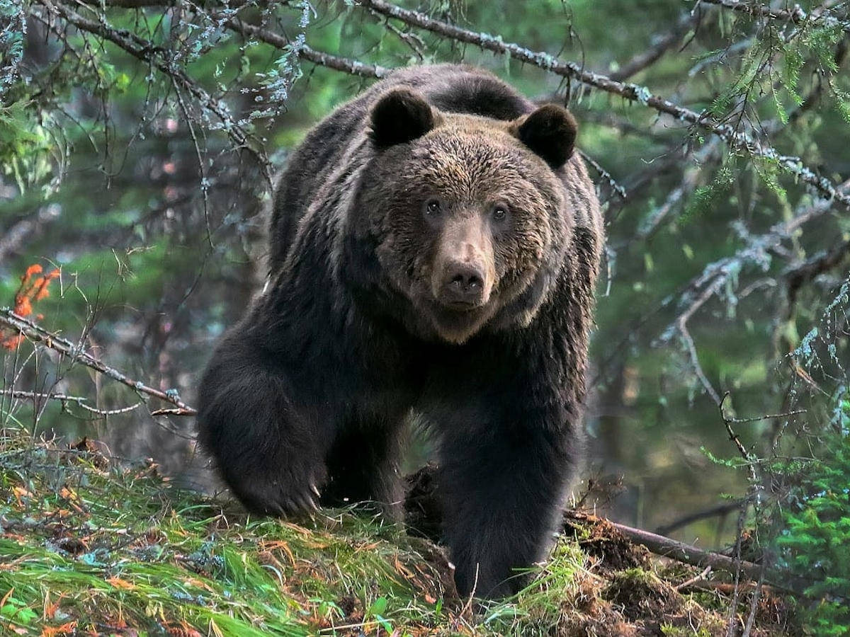 В апреле в ВКО открывается охота на медведей
