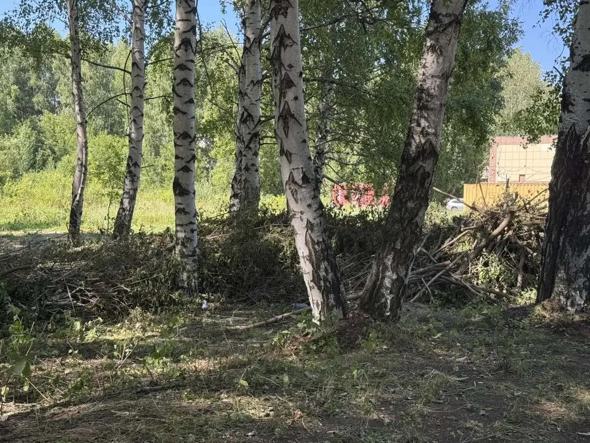 Десятки квадратных метров клёна выкосили в городе Алтае