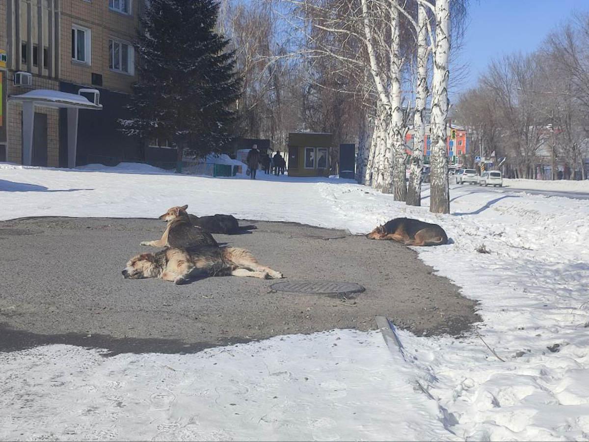 В Усть-Каменогорске не нашлось желающих отлавливать бездомных животных