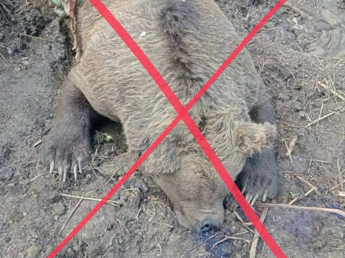 В акимате заявили, что фото убитого медведя в Сарыозеке сгенерировано ИИ