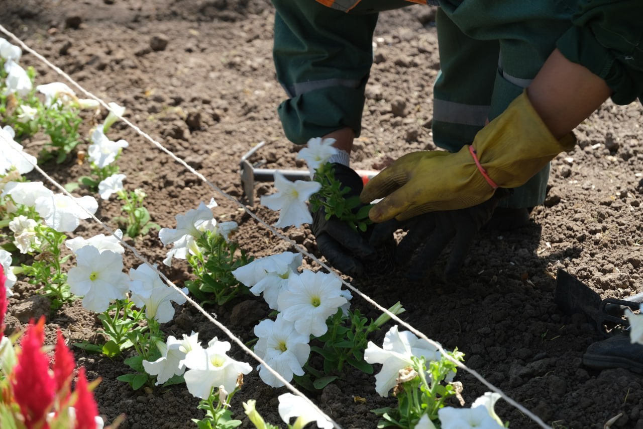 Алматы станет цветущим: новые клумбы и кустарники запланированы по всему городу