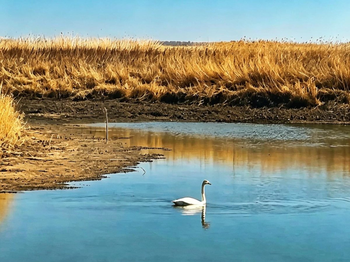 Миграция животных помогает сохранить экосистему нацпарков