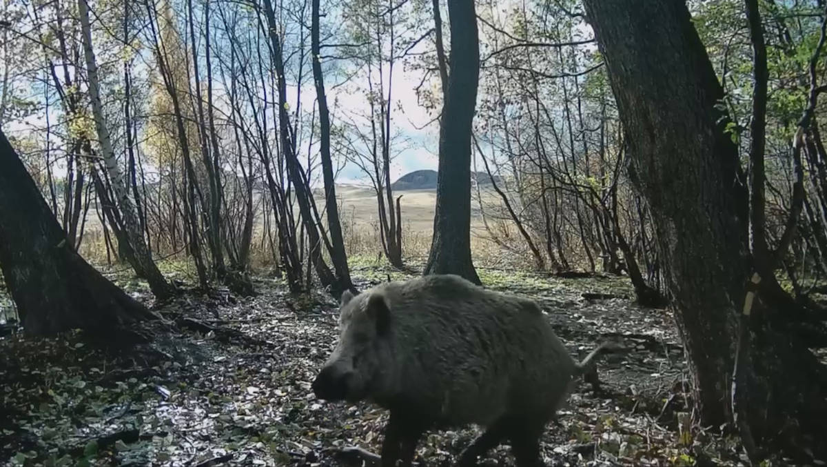 Фотоловушка в Казахстане сняла, как волки убегают от кабана