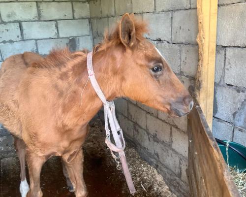 В Усть-Каменогорске в приюте «Досым-Оскемен» появился необычный питомец 