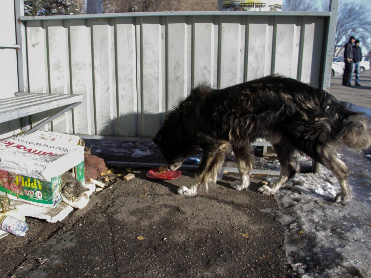 Отлов бродячих собак в Усть-Каменогорске будет производить столичная фирма