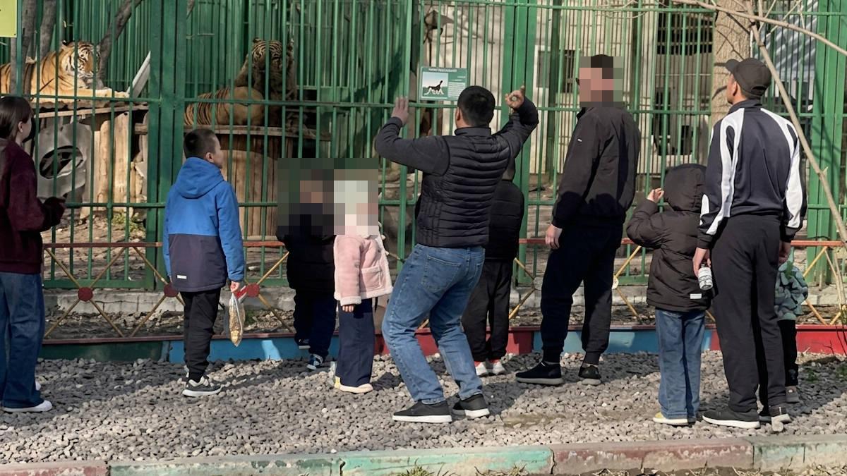 В Семее посетители бросали камни в львов, содержащихся в биоцентре 