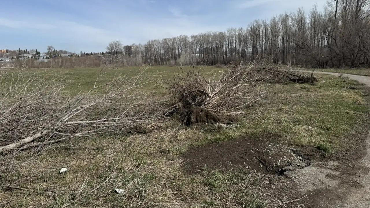 Неизвестные выкорчевали около десяти деревьев на территории города Алтая