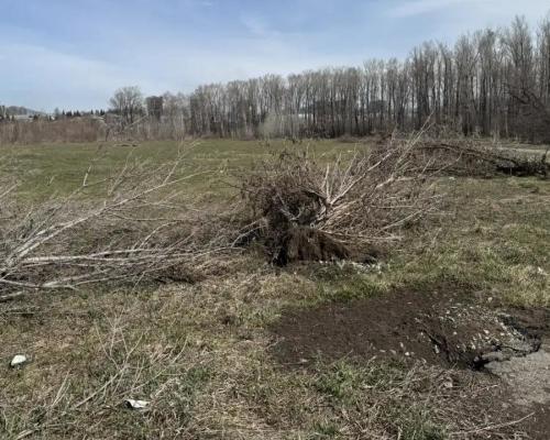 Неизвестные выкорчевали около десяти деревьев на территории города Алтая