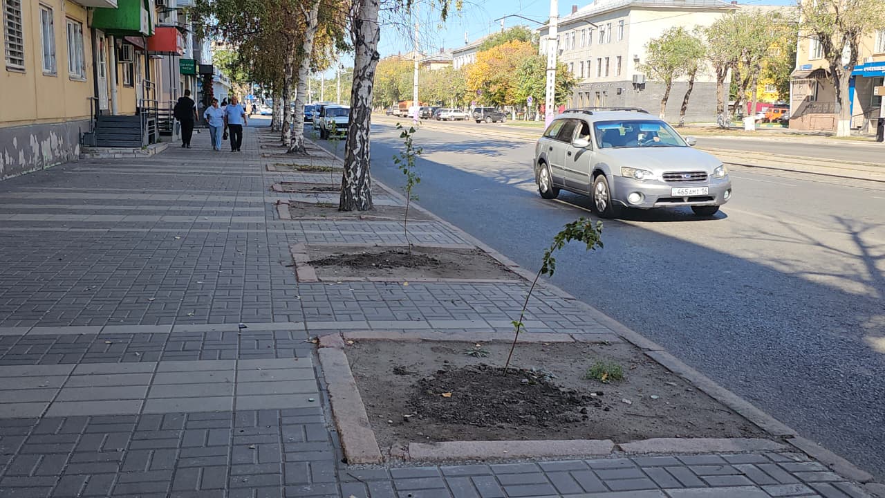 Новые саженцы появились на улице Нурмагамбетова в Усть-Каменогорске