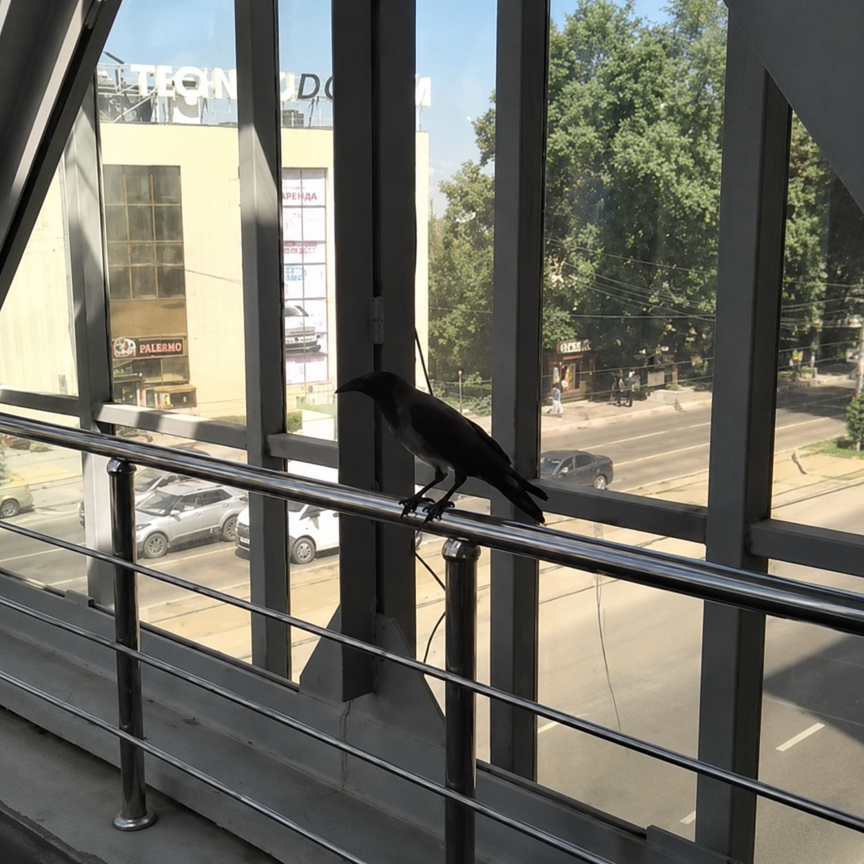 В Усть-Каменогорске неравнодушные жители пришли на помощь птице