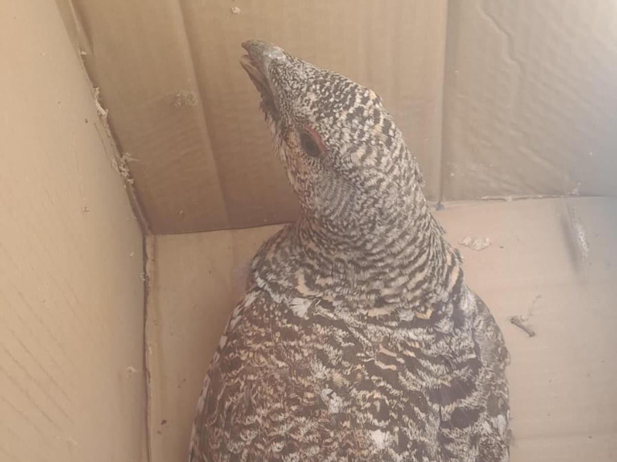 В Риддере люди пришли на помощь капалухе — самке глухаря