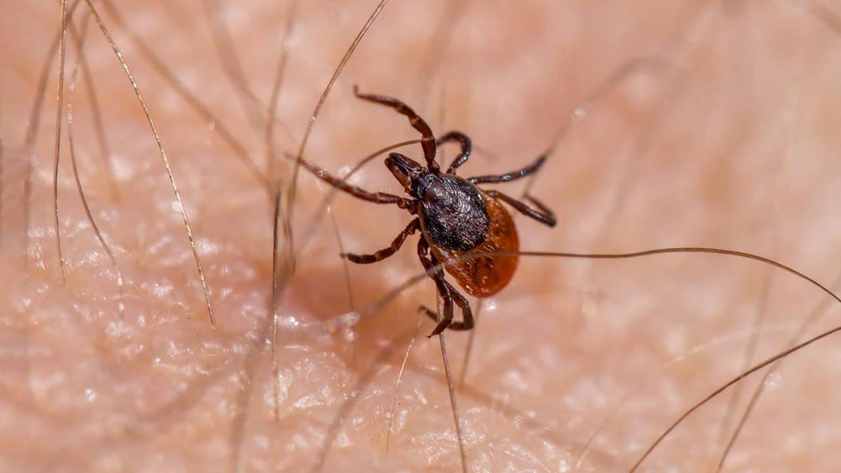 В ВКО клещи активизируются в апреле