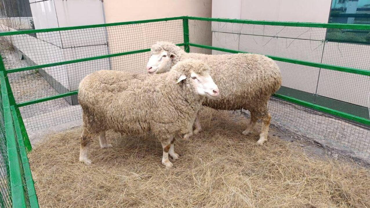 В области Абай усиливают овцеводство: в Семее запущен научный селекционный центр