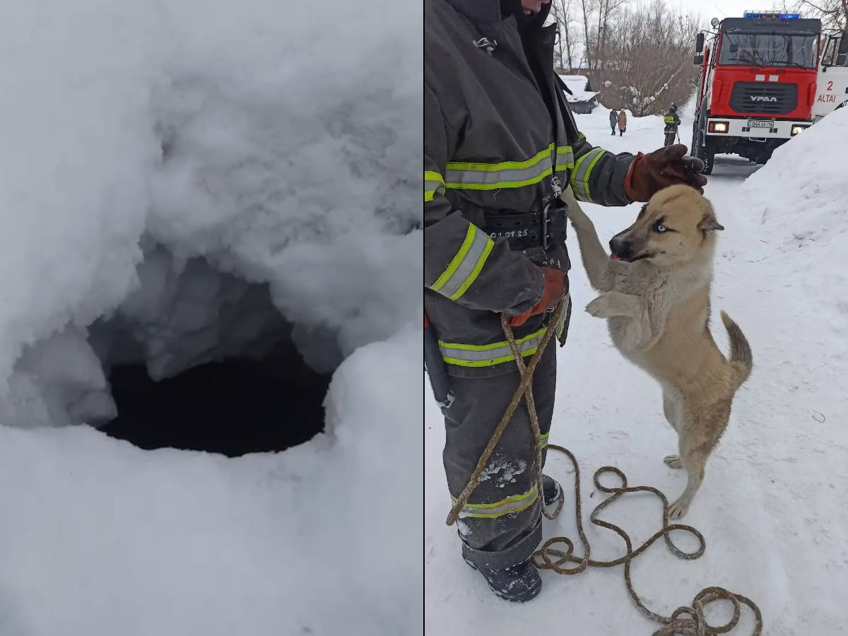 Собака провалилась в открытый колодец в городе Алтае