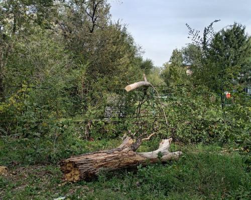 Высохший валежник вспыхнул рядом с детским садом в Усть-Каменогорске